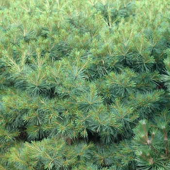 Pinus strobus 'Soft Touch' (035411)