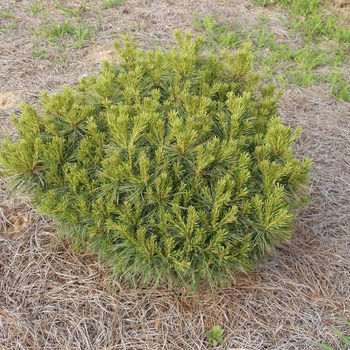 Pinus strobus 'Soft Touch' (035412)