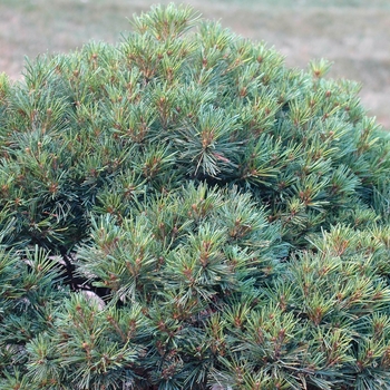 Pinus strobus 'Uncatena' (035417)