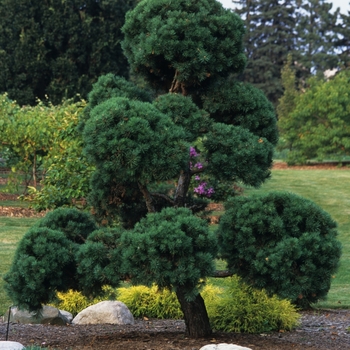 Pinus sylvestris '' (035421)