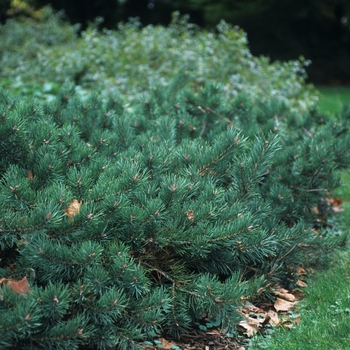 Pinus sylvestris 'Albyn Prostrata' (035422)