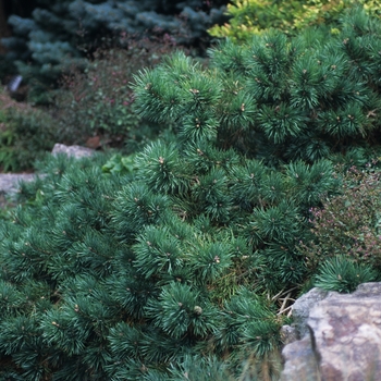 Pinus sylvestris 'Albyn Prostrata' (035423)