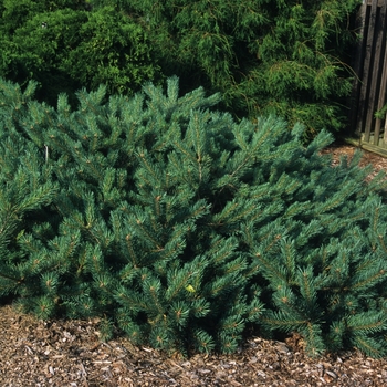 Pinus sylvestris 'Albyn Prostrata' (035424)