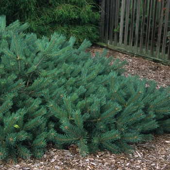 Pinus sylvestris 'Albyn Prostrata' (035425)