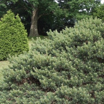 Pinus sylvestris 'Albyn Prostrata' (035426)