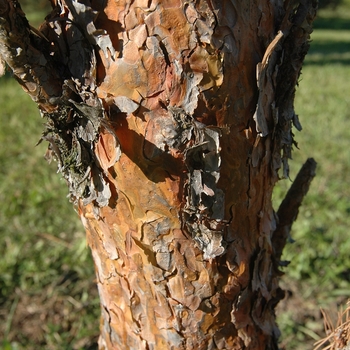 Pinus sylvestris 'Fastigiata' (035440)