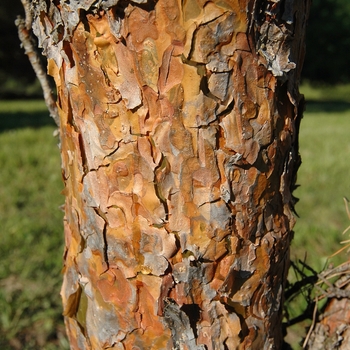 Pinus sylvestris 'Fastigiata' (035441)