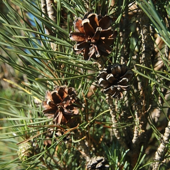Pinus sylvestris 'Fastigiata' (035442)