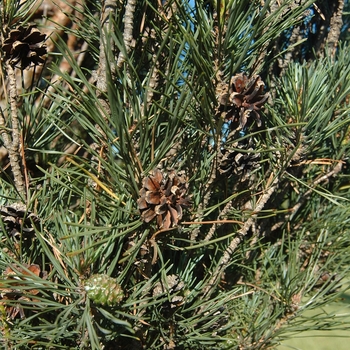 Pinus sylvestris 'Fastigiata' (035443)