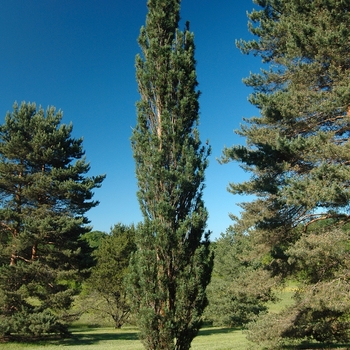 Pinus sylvestris 'Fastigiata' (035444)