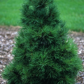 Pinus sylvestris 'Green Globe' (035453)