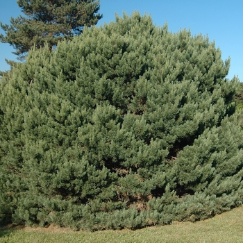 Pinus sylvestris 'Watereri' (035459)