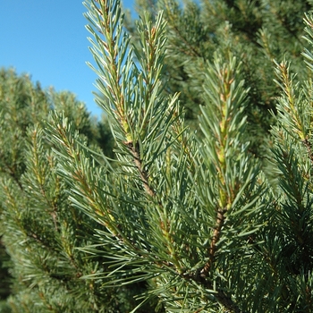 Pinus sylvestris 'Watereri' (035460)