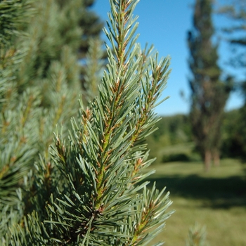 Pinus sylvestris 'Watereri' (035461)