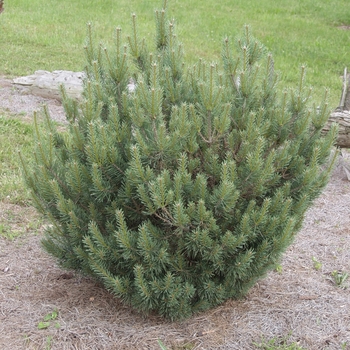 Pinus sylvestris 'Watereri' (035462)