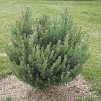 Pinus sylvestris 'Watereri' (035463)