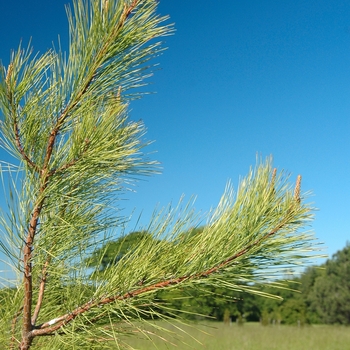Pinus taeda '' (035466)