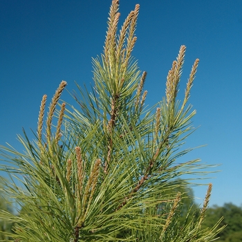 Pinus taeda '' (035467)
