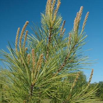 Pinus taeda '' (035468)
