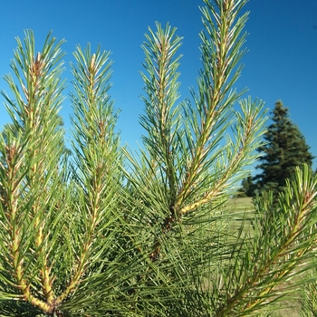 Pinus taeda '' (035469)