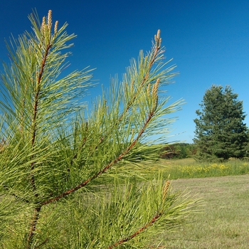 Pinus taeda '' (035470)