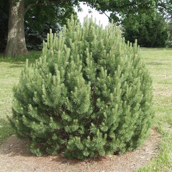 Pinus uncinata '' (035484)