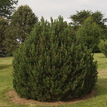 Pinus uncinata '' (035485)