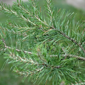 Pinus virginiana '' (035486)