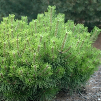 Pinus densiflora 'Jane Kluis' (035488)