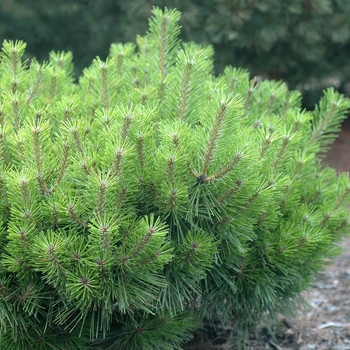 Pinus densiflora 'Jane Kluis' (035489)