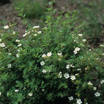 Potentilla fruticosa 'Abbotswood' (035568)