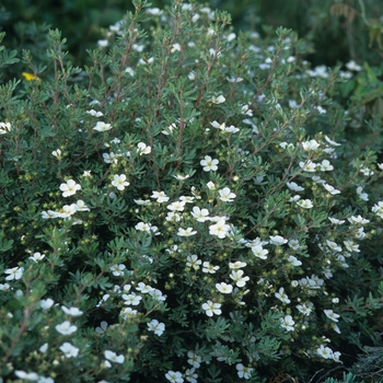 Potentilla fruticosa 'Abbotswood' (035569)