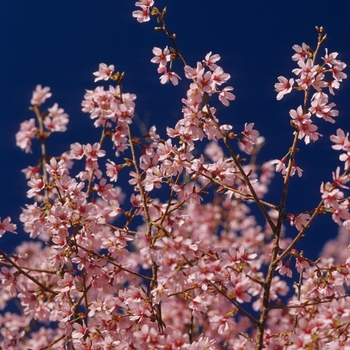 Prunus x incamp 'Okame' (035591)