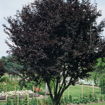 Prunus cerasifera '' (035597)
