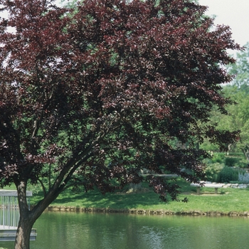 Prunus cerasifera 'Newport' (035598)