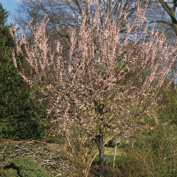 Prunus cerasifera 'Newport' (035599)