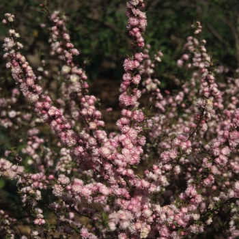 Prunus glandulosa 'Rosea Plena' (035604)