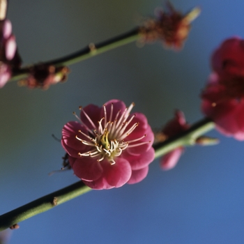 Prunus mume 'Kobai' (035605)