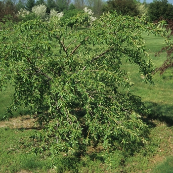 Prunus persica var. nucipersica 'White Glory' (035610)