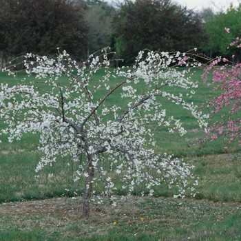 Prunus persica var. nucipersica 'White Glory' (035611)