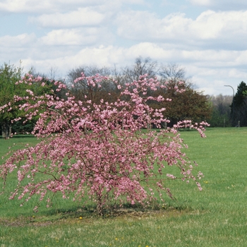 Prunus 'Pink Cascade®' (035616)