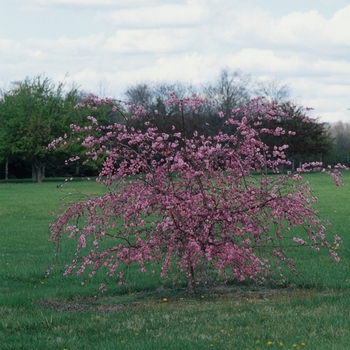 Prunus 'Pink Cascade®' (035617)