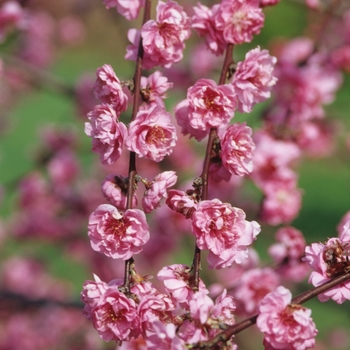 Prunus 'Pink Cascade®' (035618)
