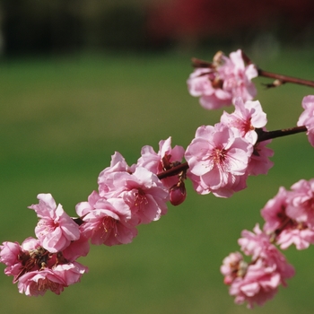 Prunus 'Pink Cascade®' (035619)