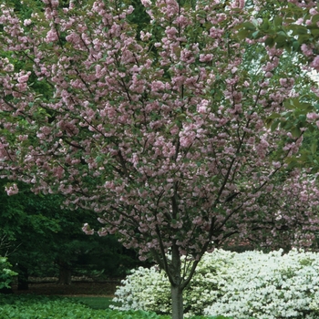 Prunus serrulata 'Kwanzan' (035627)