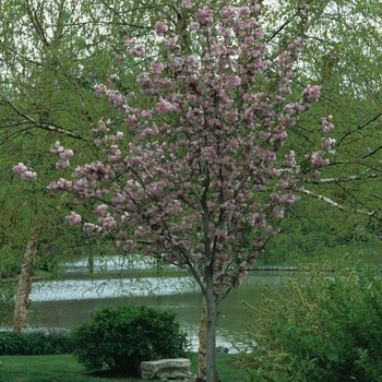 Prunus serrulata 'Kwanzan' (035628)