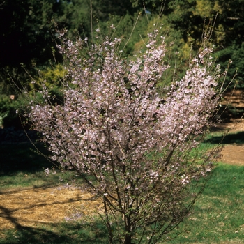 Prunus subhirtella var. autumnalis '' (035637)