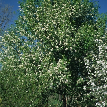 Prunus virginiana 'Schubert' (035659)