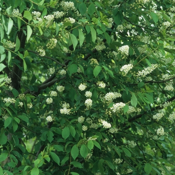 Prunus virginiana 'Schubert' (035660)