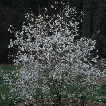 Prunus x 'Hally Jolivette' (035661)